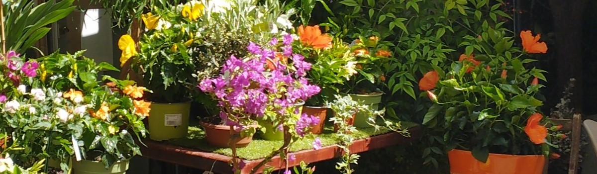 BOIS DE ROSES